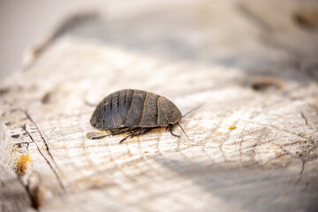 Turkmen cockroach - turtle. A striped cockroach that sits and crawls on the bark of a tree. Princisia vanwaerebeki, Princisia vanwaerebeki. Insects of the fauna of the animal world.