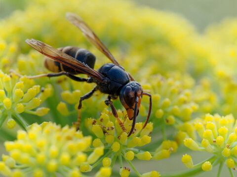 Vespa velutina, avispa asi&aacute;tica 