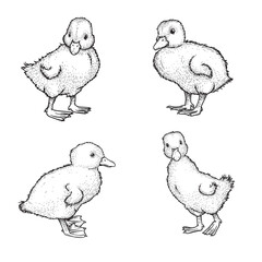 Hand drawn sketch style ducklings set. Cute baby ducks. Poultry. Best for Easter themed designs. Retro style. Vector illustrations on white.