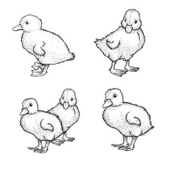 Hand drawn sketch style ducklings set. Cute baby ducks. Poultry. Best for Easter themed designs. Retro style. Vector illustrations on white.