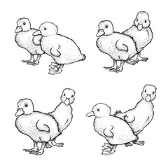 Hand drawn sketch style ducklings set. Cute baby ducks. Poultry. Best for Easter themed designs. Retro style. Vector illustrations on white.