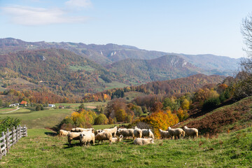 Sheep graze in a pasture in the mountains.