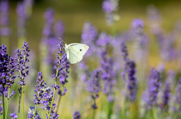Butterflies on spring lavender flowers under sunlight. Beautiful landscape of nature with a panoramic view. Hi spring. long banner