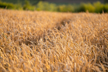 Golden wheat field in sunset.