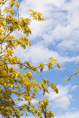imagen mitad con el cielo azul con nubes blancas y otra mitad con ramas amarillas de árbol.