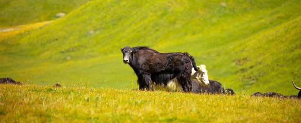 A herd of yaks graze in the mountains. Himalayan big yak in a beautiful landscape. Hairy cow cattle wild animal in nature in Tibet. Sunny summer day in the wild. Farm animal in Nepal and Tibet.