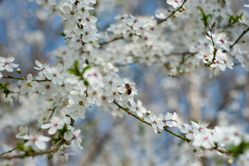 Frühlings Kirschenblüte