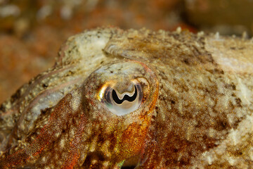 Detalles de una sepia camuflada con el fondo marino.