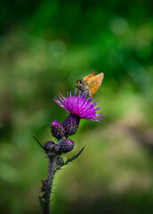 Motylek na kwiatku © Foto Kadr