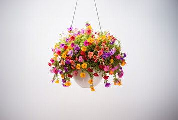 Colorful flower plant in hanging pot