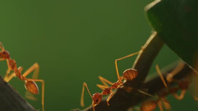 Wild red ants swarming colony run along a tree branch in tropical rainforest. Extreme close up macro shot of insect teamwork in the morning jungle on deep green background. Sunlight lens flare