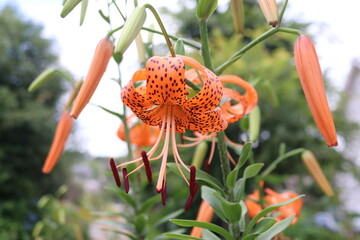夏の花、コオニユリ。