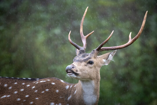 Indian spotted deer in a rainy day