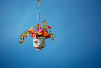 Colorful flower plant in hanging pot