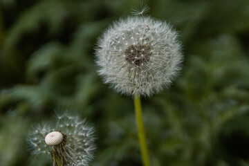 Shows a close - up of dandelion fluff. The tiny seeds are visible on the delicate white strands. The backgrounds is blurred to highlight the details of the fluff.
