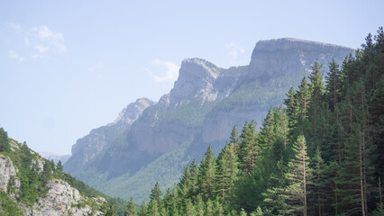 Mountain landscape with pines on a sunny day