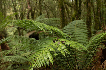 Forest landscape in the Brazilian Atlantic Forest - Photograph taken in Faxinal do Céu - Paraná - Brazil