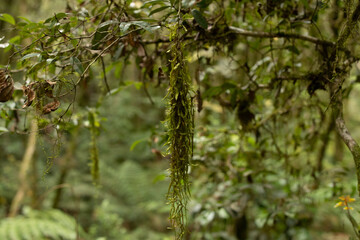 Forest landscape in the Brazilian Atlantic Forest - Photograph taken in Faxinal do Céu - Paraná -...