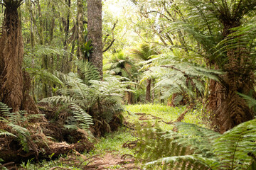 Forest landscape in the Brazilian Atlantic Forest - Photograph taken in Faxinal do Céu - Paraná -...