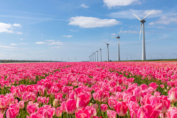 field with rose pink triumph tulips (variety ‘Dynasty’) in Flevoland, Netherlands