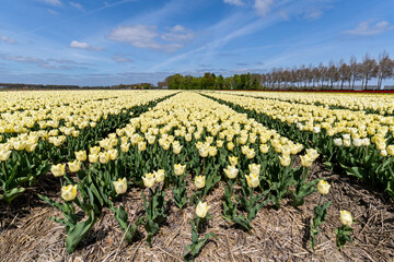 Fototapeta na wymiar field with yellow triumph tulips (variety ‘Fun for Two’) in Flevoland, Netherlands