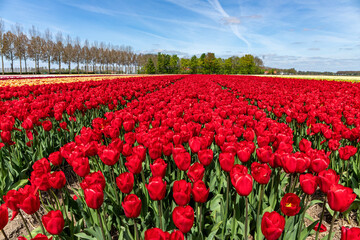 field with red triumph tulips (variety ‘Heartbreaker’) in Flevoland, Netherlands