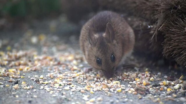 Wood Mouse (Apodemus sylvaticus) male eating birdseed on the paving of a back garden. June, Kent, UK [Slow motion x5]