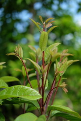 A purple-hued lavender tree stands tall against a soft, pastel green backdrop, blending with the blurry green leaves in the background.