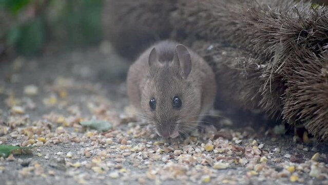Wood Mouse (Apodemus sylvaticus) male eating birdseed on the paving of a back garden. June, Kent, UK [Half speed]
