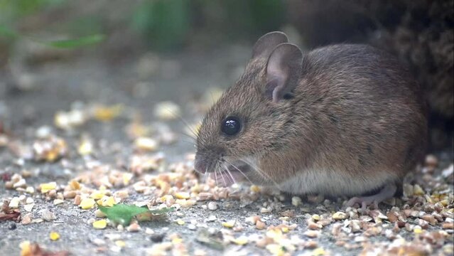 Wood Mouse (Apodemus sylvaticus) male eating birdseed on the paving of a back garden. June, Kent, UK [Half speed]