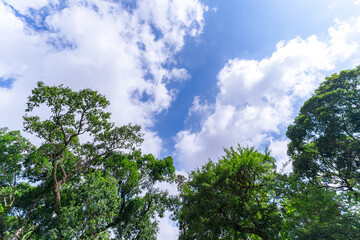 .spring oak branches on the blue sky