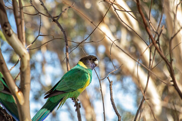 Australian Ringneck Birds Perched on Branch