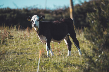 calf on the pasture - cork, Ireland 