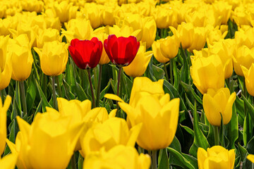 Obraz premium two red tulips in a field of yellow tulips in Flevoland, Netherlands