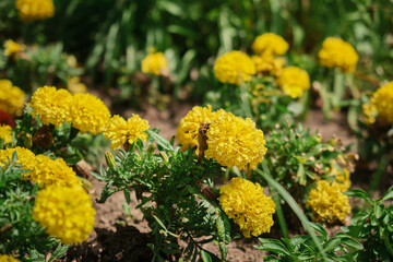 Yellow and orange marigold flowers (tagetes) in bloom