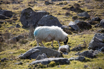 sheep in the mountains - Kerry, Ireland