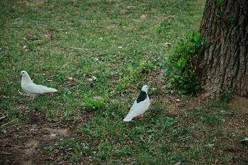beautiful white and colored pigeons were looking for food in the grass on a playground