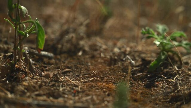 ants running in line