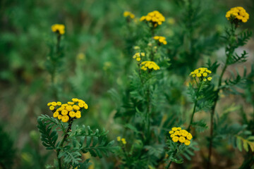 Obraz premium chalice of daisies without petals