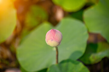 Close-up beautiful pink lotus flower