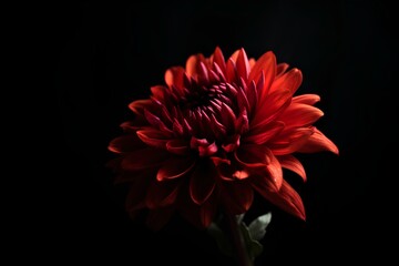 red dahlia flower made by midjeorney
