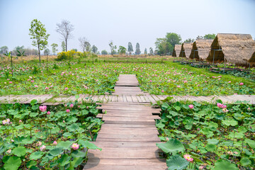 Old wooden bridge in the middle of the lotus pond. There is a small hut thatched roof.