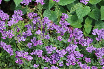 Sweden. Nemesia is a genus of annuals, perennials and sub-shrubs which are native to sandy coasts or disturbed ground in South Africa. 