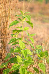 Small green weed with leaves and shoots against a blurred brownish background. Siam weed, Bitter bush, Christmas bush, Devil weed, Camfhur grass, Common floss flower, Triffid.