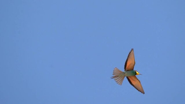 Spectacular smooth flight of a beautiful bird against the blue sky. Slow motion (120 fps). The European bee-eater (Merops apiaster) is a near passerine bird in the bee-eater family, Meropidae.