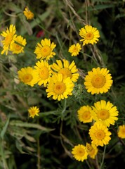 pretty flowers of Anthemis tinctoria and Coreopsis tinctoria  on meadow close up