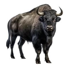 Photo sur Plexiglas Buffle buffalo looking isolated on white