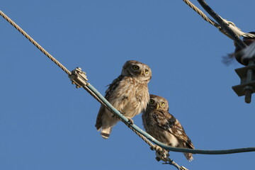 eagle owl on a branch