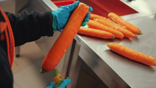 Closeup shot of peeling carrots with small green peeler. Preparing fresh vegetables. Gloved hands skilfully peeling carrots. High quality 4k footage