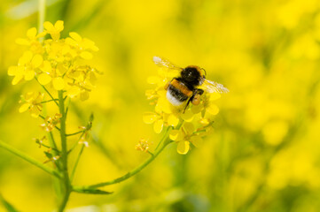 Bumblebee on a yellow flower